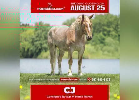 Cheval de trait Croisé, Hongre, 4 Ans, 142 cm, Rouan Rouge