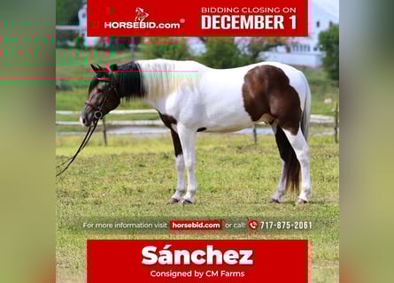 Cheval de trait Croisé, Hongre, 4 Ans, 155 cm, Pinto