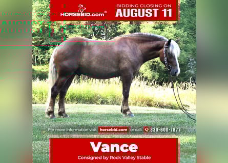 Cheval de trait Croisé, Hongre, 4 Ans, 155 cm