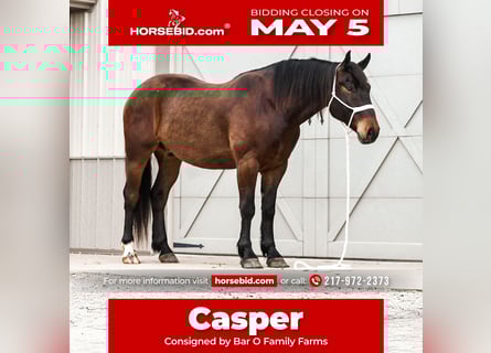 Cheval de trait Croisé, Hongre, 4 Ans, 160 cm, Bai cerise