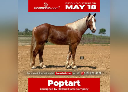 Cheval de trait Croisé, Hongre, 4 Ans, 163 cm, Alezan cuivré