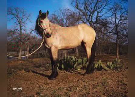 Cheval de trait, Hongre, 4 Ans, 168 cm, Buckskin