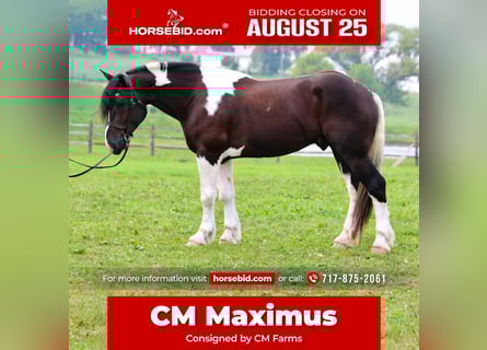Cheval de trait Croisé, Hongre, 4 Ans, 168 cm, Pinto