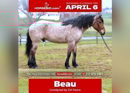 Cheval de trait Croisé, Hongre, 4 Ans, 168 cm, Roan-Bay