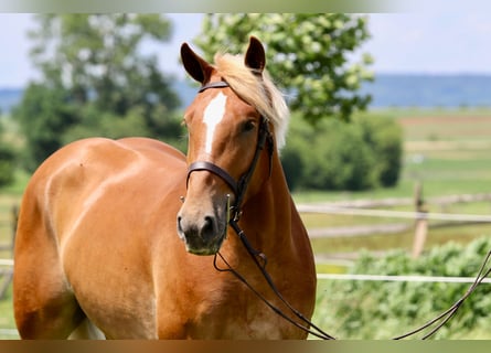 Cheval de trait, Hongre, 4 Ans, 173 cm, Palomino