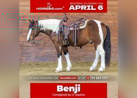 Cheval de trait Croisé, Hongre, 5 Ans, 145 cm, Pinto