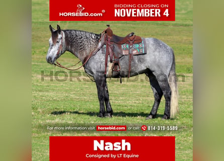 Cheval de trait Croisé, Hongre, 5 Ans, 160 cm, Gris pommelé