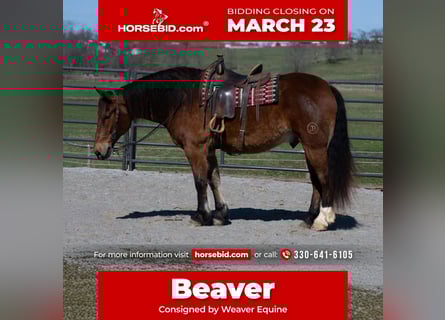 Cheval de trait Croisé, Hongre, 5 Ans, 165 cm, Bai cerise