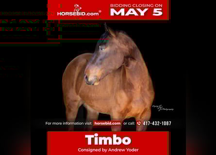 Cheval de trait Croisé, Hongre, 5 Ans, 165 cm, Isabelle