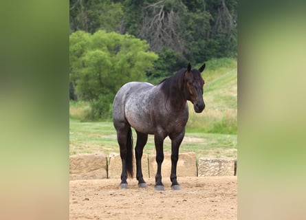 Cheval de trait Croisé, Hongre, 5 Ans, 165 cm, Rouan Bleu