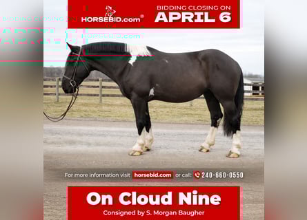 Cheval de trait Croisé, Hongre, 5 Ans, 173 cm, Pinto