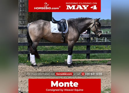 Cheval de trait Croisé, Hongre, 5 Ans, Buckskin