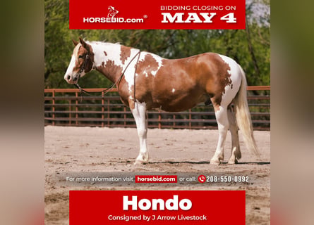 Cheval de trait Croisé, Hongre, 5 Ans