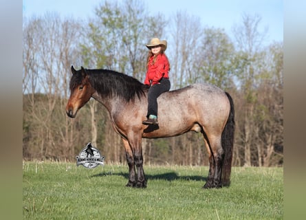 Cheval de trait, Hongre, 5 Ans