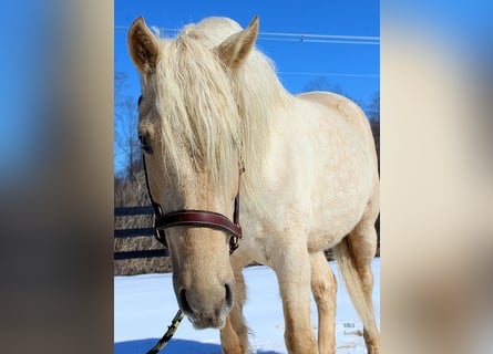Cheval de trait, Hongre, 6 Ans, 160 cm, Palomino