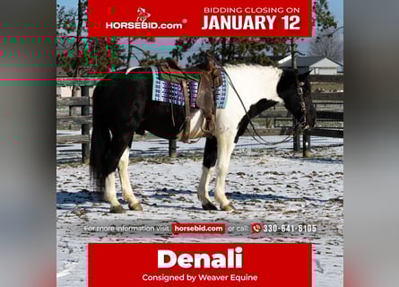 Cheval de trait Croisé, Hongre, 6 Ans, 160 cm, Pinto