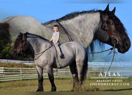 Cheval de trait, Hongre, 6 Ans, 163 cm, Rouan Bleu