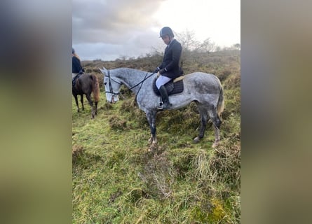 Cheval de trait, Hongre, 6 Ans, 168 cm, Gris pommelé