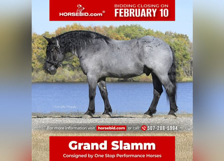 Cheval de trait Croisé, Hongre, 6 Ans, 168 cm, Rouan Bleu