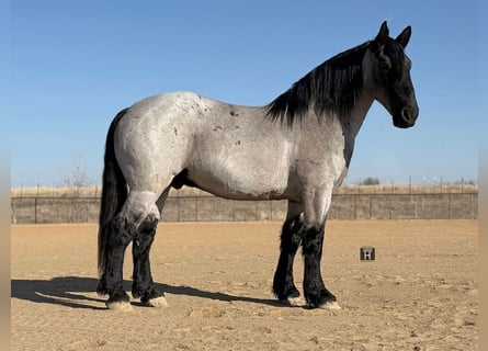 Cheval de trait Croisé, Hongre, 6 Ans, 183 cm, Rouan Bleu