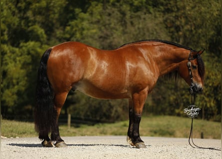 Cheval de trait Croisé, Hongre, 7 Ans, 157 cm, Bai cerise
