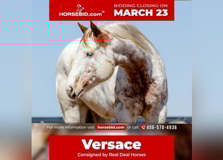 Cheval de trait Croisé, Hongre, 7 Ans, 160 cm, Alezan cuivré