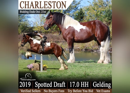 Cheval de trait Croisé, Hongre, 7 Ans, 173 cm, Bai cerise