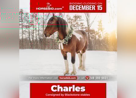 Cheval de trait Croisé, Hongre, 7 Ans, 173 cm, Pinto