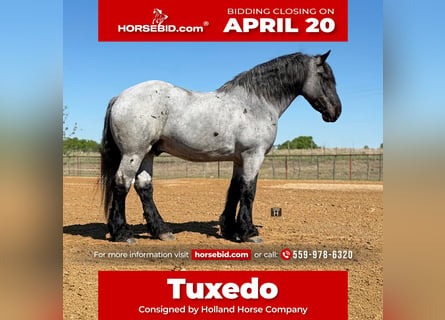 Cheval de trait Croisé, Hongre, 7 Ans, 173 cm, Rouan Bleu