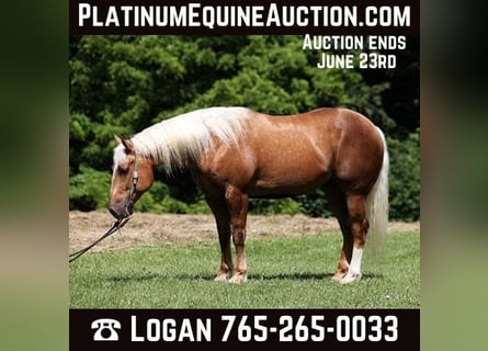 Cheval de trait, Hongre, 7 Ans, Palomino