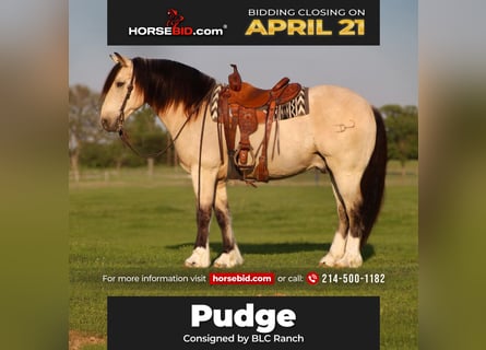 Cheval de trait, Hongre, 8 Ans, 155 cm, Buckskin