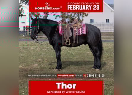 Cheval de trait Croisé, Hongre, 8 Ans, 160 cm, Rouan Bleu