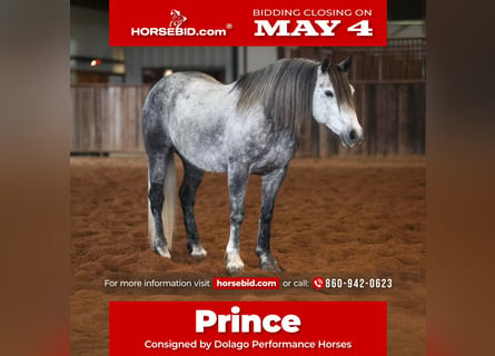 Cheval de trait Croisé, Hongre, 8 Ans, Gris