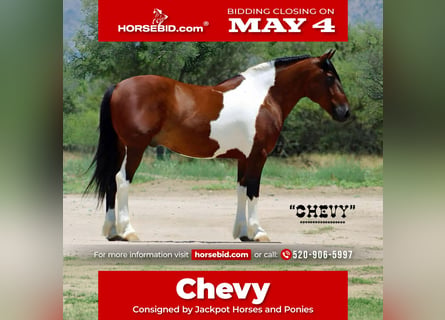 Cheval de trait Croisé, Hongre, 9 Ans, 152 cm, Pinto