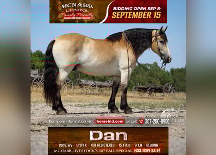 Cheval de trait Croisé, Hongre, 9 Ans, 155 cm, Buckskin