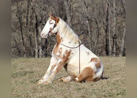 Cheval de trait, Hongre, 9 Ans, 163 cm, Overo-toutes couleurs