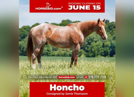 Cheval de trait Croisé, Hongre, 9 Ans, Rouan Rouge