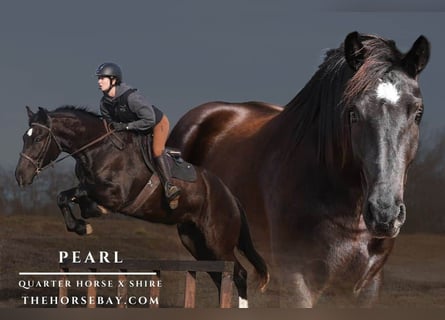 Cheval de trait, Jument, 4 Ans, 157 cm, Noir