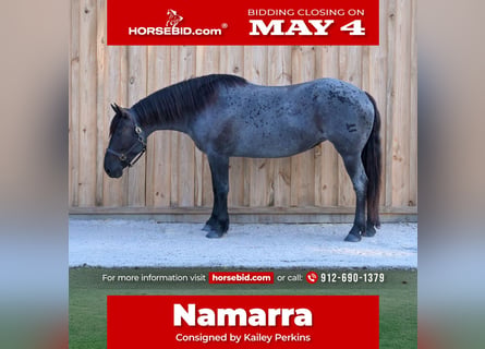 Cheval de trait Croisé, Jument, 4 Ans, Rouan Bleu