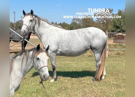 Cheval de trait, Jument, 5 Ans, 152 cm, Gris