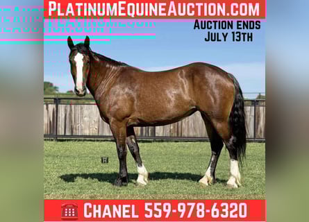 Cheval de trait, Jument, 5 Ans, 157 cm, Bai cerise