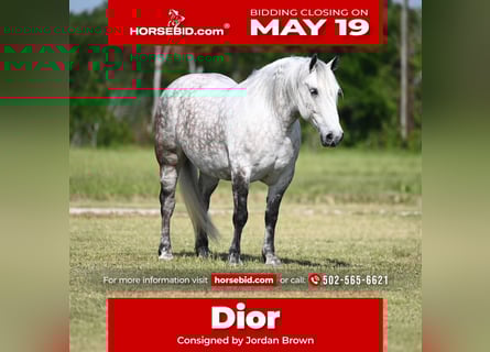 Cheval de trait Croisé, Jument, 6 Ans, 157 cm, Gris pommelé