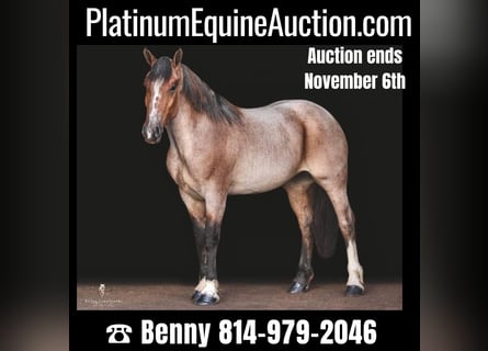 Cheval de trait, Jument, 7 Ans, Roan-Bay