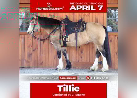 Cheval de trait Croisé, Jument, 9 Ans, 152 cm, Buckskin