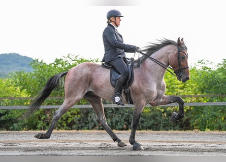 Cheval de vitesse de rangement, Étalon, 12 Ans, 160 cm, Roan-Bay
