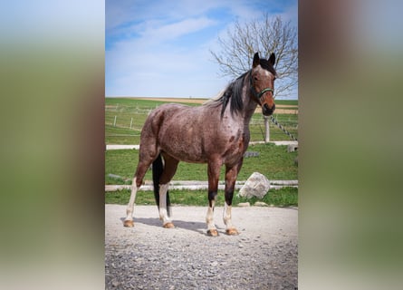 Cheval de vitesse de rangement, Jument, 9 Ans, 157 cm, Pinto