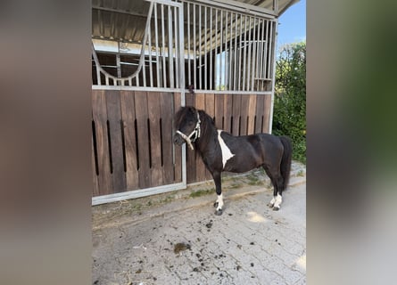 Cheval Miniature américain, Étalon, 6 Ans, 80 cm, Pinto