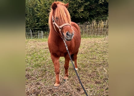 Cheval Miniature américain, Hongre, 11 Ans