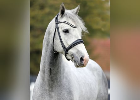 Koń westfalski, Ogier, 5 lat, 168 cm, Siwa