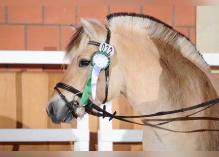 Chevaux fjord, Étalon, 12 Ans, 145 cm, Isabelle